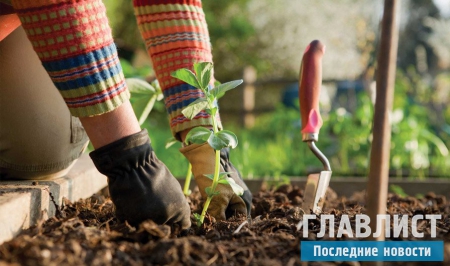 Лунный календарь садовода и огородника 2016: Самые удачные дни для посадки семян и перекапывания огорода