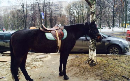 В Москве на территории ВДНХ лошадь травмировала ребенка во время съемок фильма