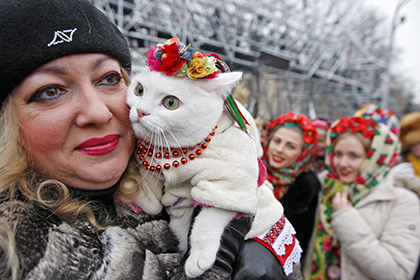 Киевляне предпочли пушистых котиков Бандере