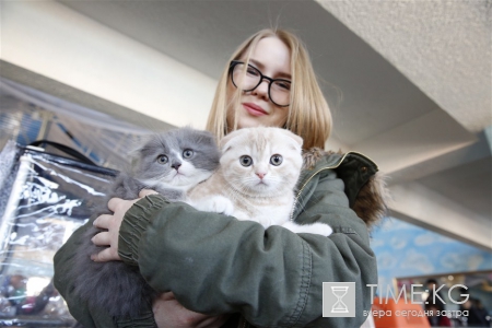 В Бишкеке прошла юбилейная 20-я выставка кошек В Бишкеке прошла юбилейная 20-я выставка кошек