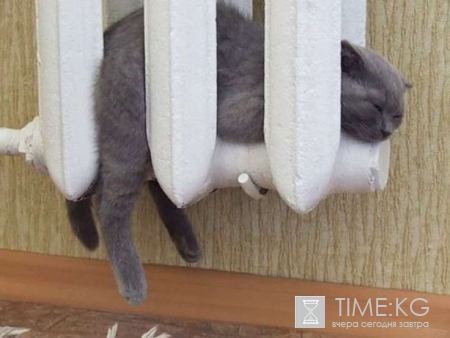 Весна пришла: 15 кошек, которые любят солнце и тепло больше всего!
