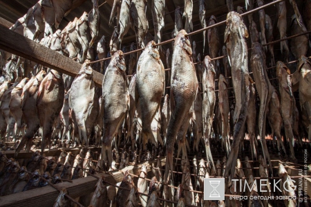 Идея для бизнеса: цех вяления рыбы