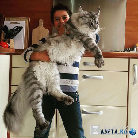Кошка или тигр: эти мейнкуны заставят вашу кошку почувствовать себя крошечной!