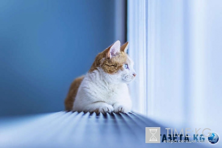 Котофото: эти невероятные коты поднимут настроение кому угодно!
