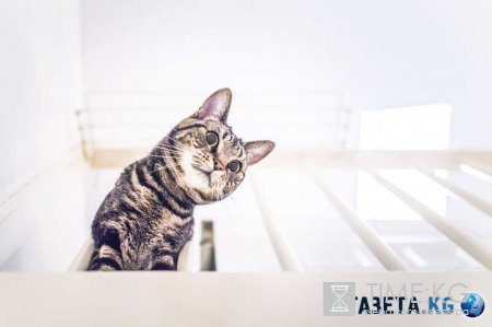 Котофото: эти невероятные коты поднимут настроение кому угодно!