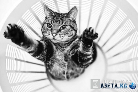 Котофото: эти невероятные коты поднимут настроение кому угодно!