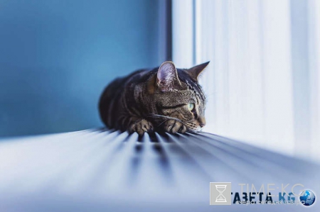 Котофото: эти невероятные коты поднимут настроение кому угодно!