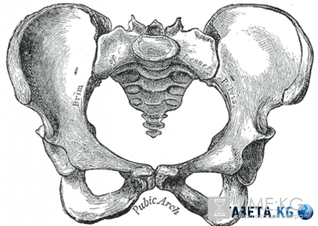 Лучший возраст для рождения ребенка ученым подсказали кости таза
