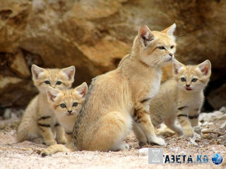 Песчаные котята: эти удивительные создания могут выжить в любой среде!