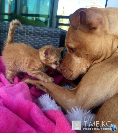 Самый нежный питбуль в мире усыновил спасённого котёнка