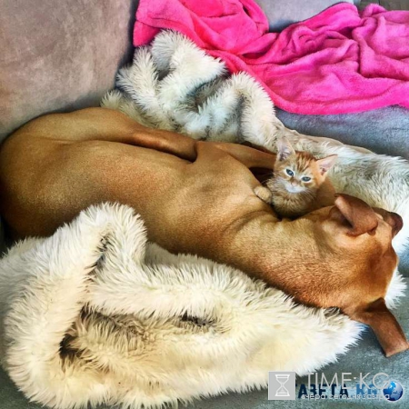 Самый нежный питбуль в мире усыновил спасённого котёнка