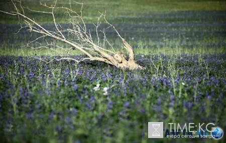 Удивительные метаморфозы: найдите художника на фотографии!