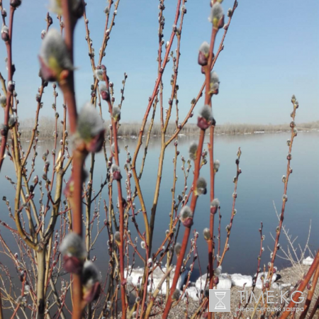 Весенние фотографии: первая верба уже распустилась