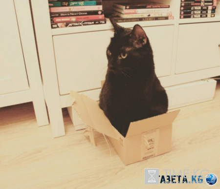 Жидкие коты: они помещаются в любое пространство!