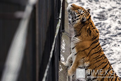 WWF зафиксировал рекордный рост популяции тигров