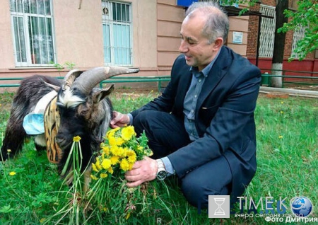 Амур и Тимур новости сегодня, видео: козел успешно оправляется в столичной клинике, дружит с местными пони