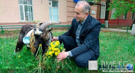 Амур и Тимур новости сегодня, видео: козел успешно поправляется в столичной клинике, дружит с местным пони