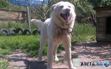 Друг человека, или как собака раскусила обман наглых продавщиц