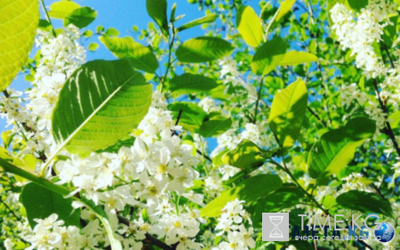 Дыхание весны: нет ничего прекрасней цветущей черёмухи!