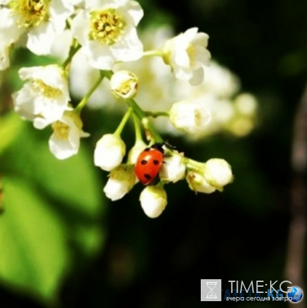 Дыхание весны: нет ничего прекрасней цветущей черёмухи!