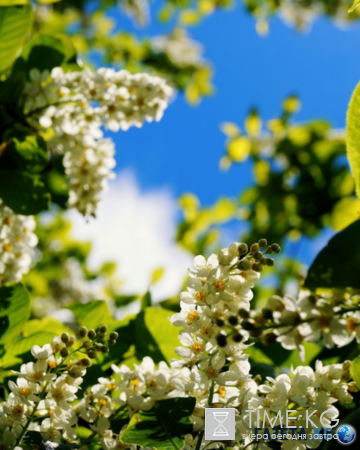 Дыхание весны: нет ничего прекрасней цветущей черёмухи!