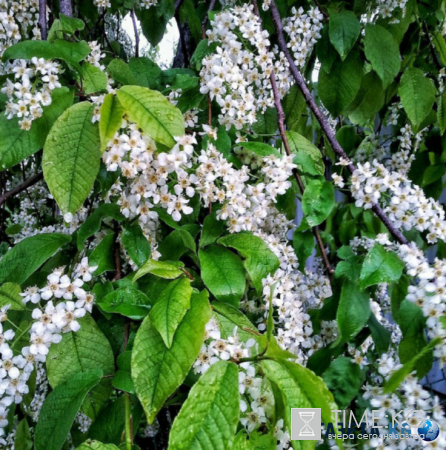 Дыхание весны: нет ничего прекрасней цветущей черёмухи!