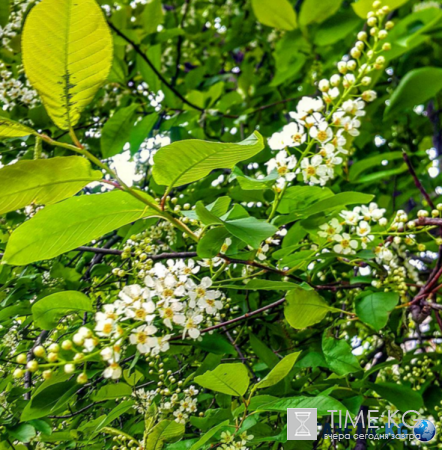 Дыхание весны: нет ничего прекрасней цветущей черёмухи!