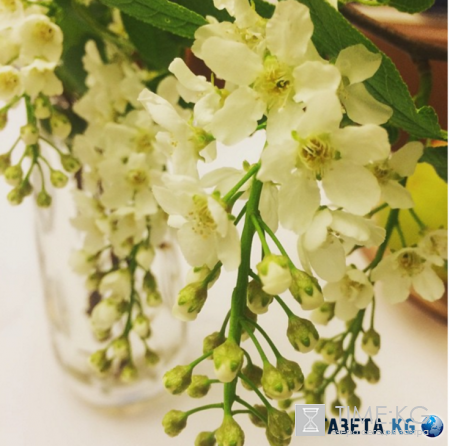 Дыхание весны: нет ничего прекрасней цветущей черёмухи!