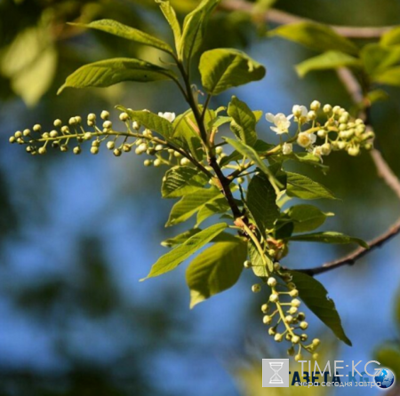 Дыхание весны: нет ничего прекрасней цветущей черёмухи!