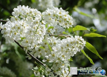 Дыхание весны: нет ничего прекрасней цветущей черёмухи!