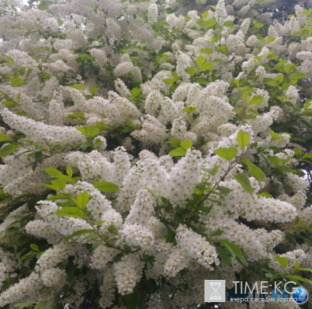 Дыхание весны: нет ничего прекрасней цветущей черёмухи!