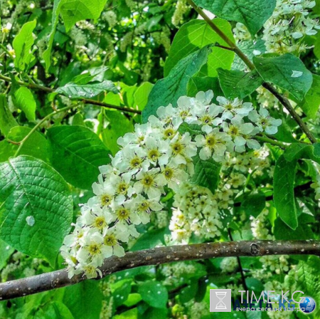 Дыхание весны: нет ничего прекрасней цветущей черёмухи!