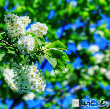 Дыхание весны: нет ничего прекрасней цветущей черёмухи!