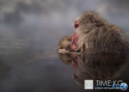 National Geographic 2016: самые крутые фотографии этого года!