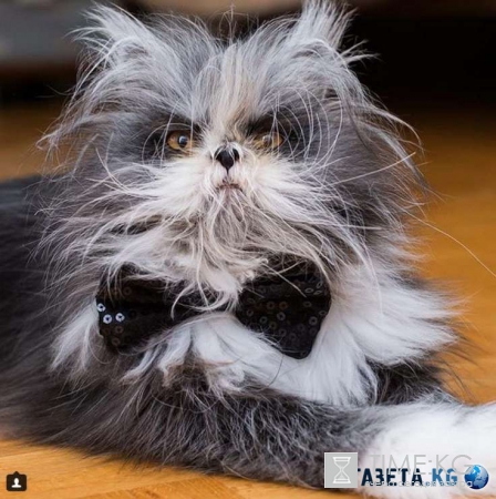 Смешные животные: кот, который похож на чокнутого профессора