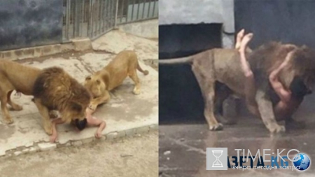 В зоопарке Чили львы терзали голого мужчину на глазах посетителей (фото, видео)