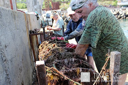 Устричная ферма в Крыму заявила о готовности обеспечить Россию моллюсками