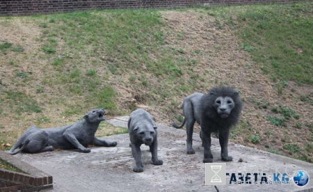 Экстремальная прогулка во дворе: горный лев напал на ребенка в Колорадо