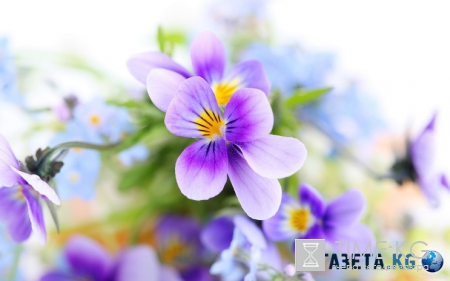 Фиалка: скромное обаяние власти (фото)