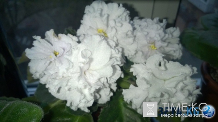 Фиалка: скромное обаяние власти (фото)