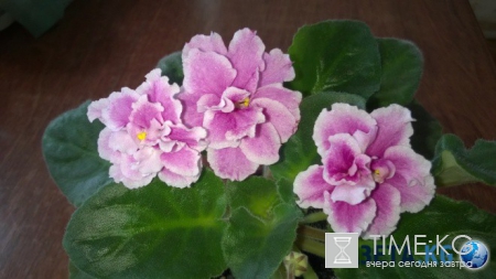 Фиалка: скромное обаяние власти (фото)