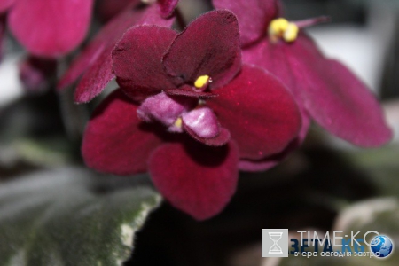 Фиалка: скромное обаяние власти (фото)