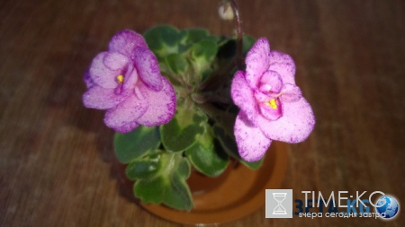 Фиалка: скромное обаяние власти (фото)