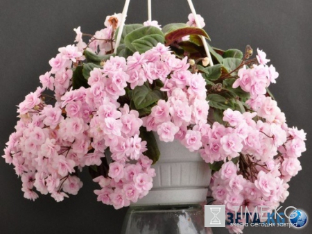 Фиалка: скромное обаяние власти (фото)