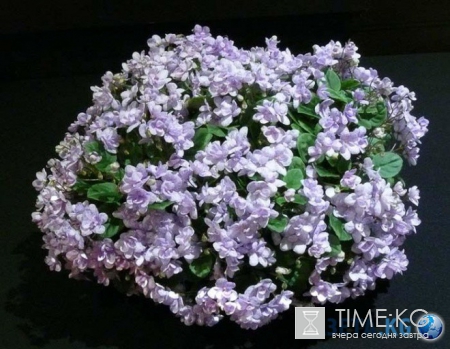 Фиалка: скромное обаяние власти (фото)