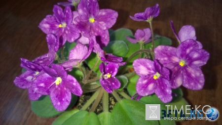 Фиалка: скромное обаяние власти (фото)