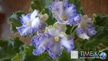 Фиалка: скромное обаяние власти (фото)