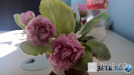 Фиалка: скромное обаяние власти (фото)