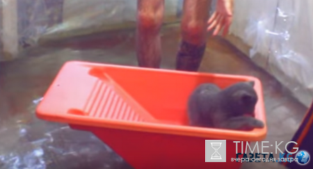 Красиво жить не запретишь: веселые ребята устроили водную вечеринку на кухне