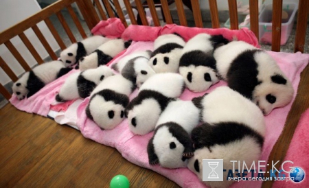 Панда-пост: секретный ингредиент существует? (видео)